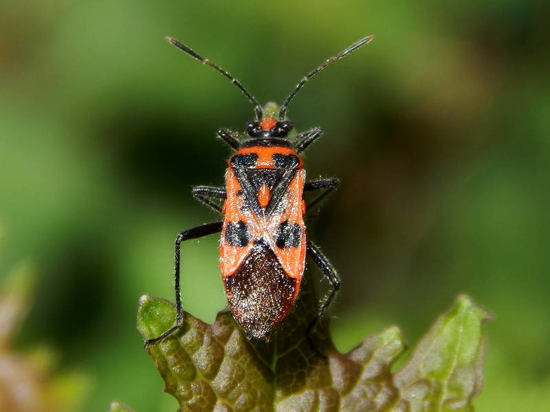 Rhopalidae: Corizus hyoscyami del Parco del Ticino